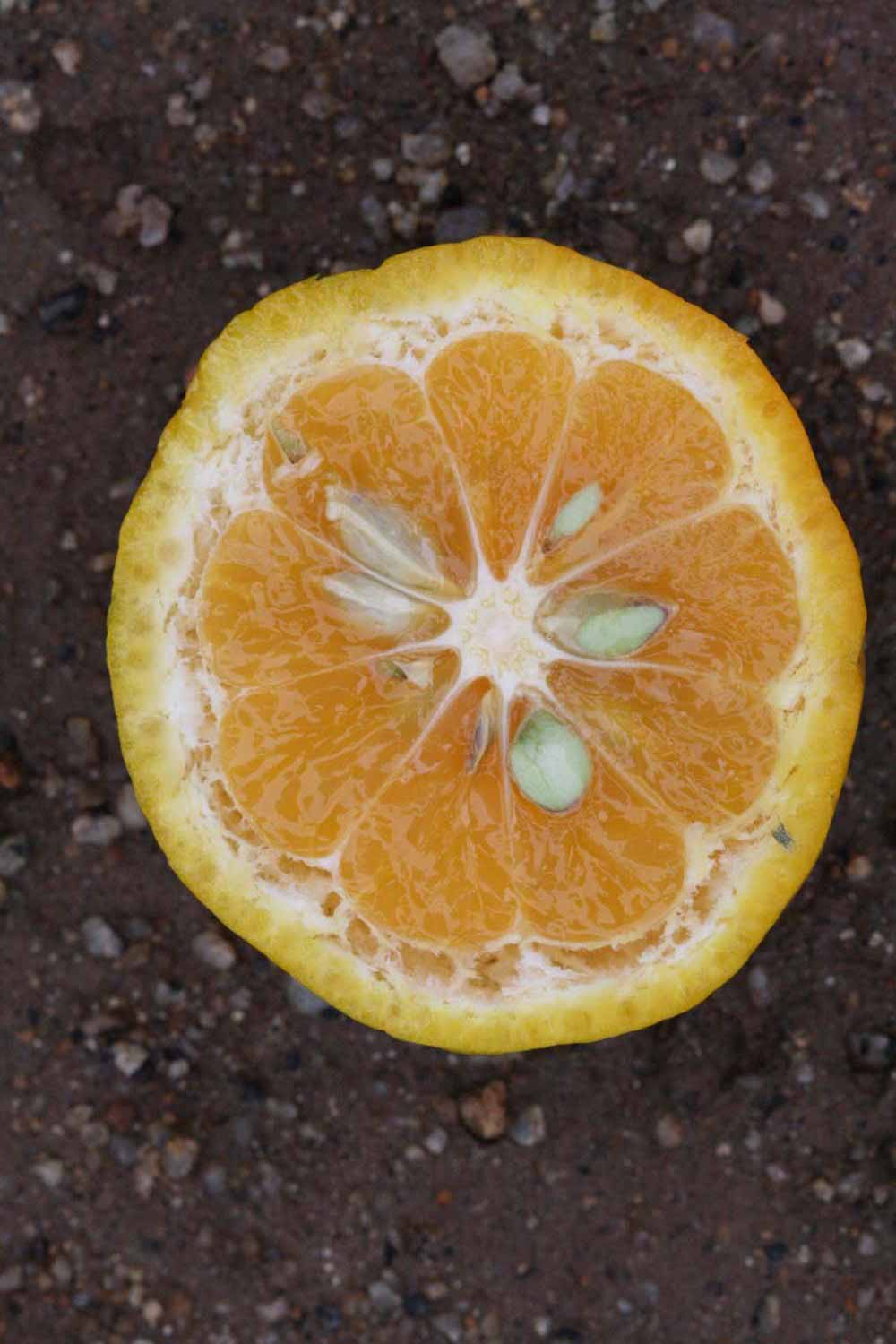              Fruit cross-section (Riverside, CA)       